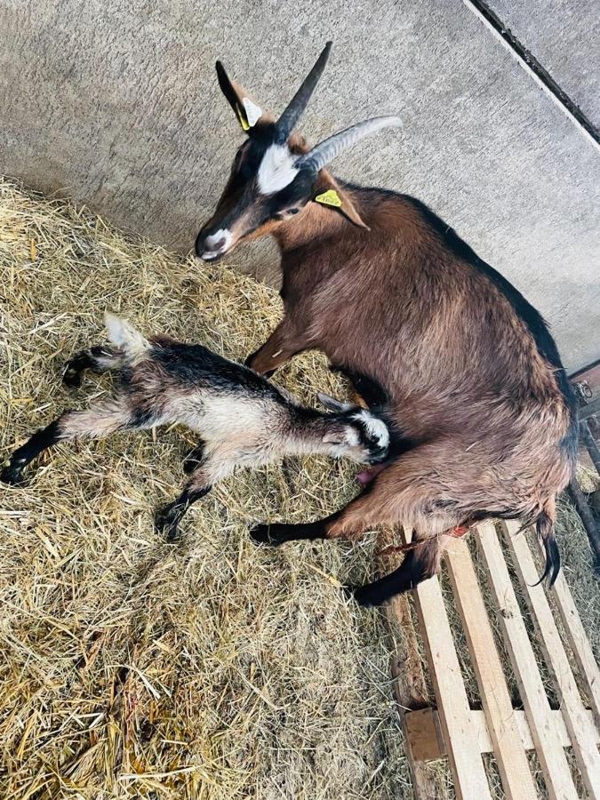Kota à La Ferme Tente de luxe *