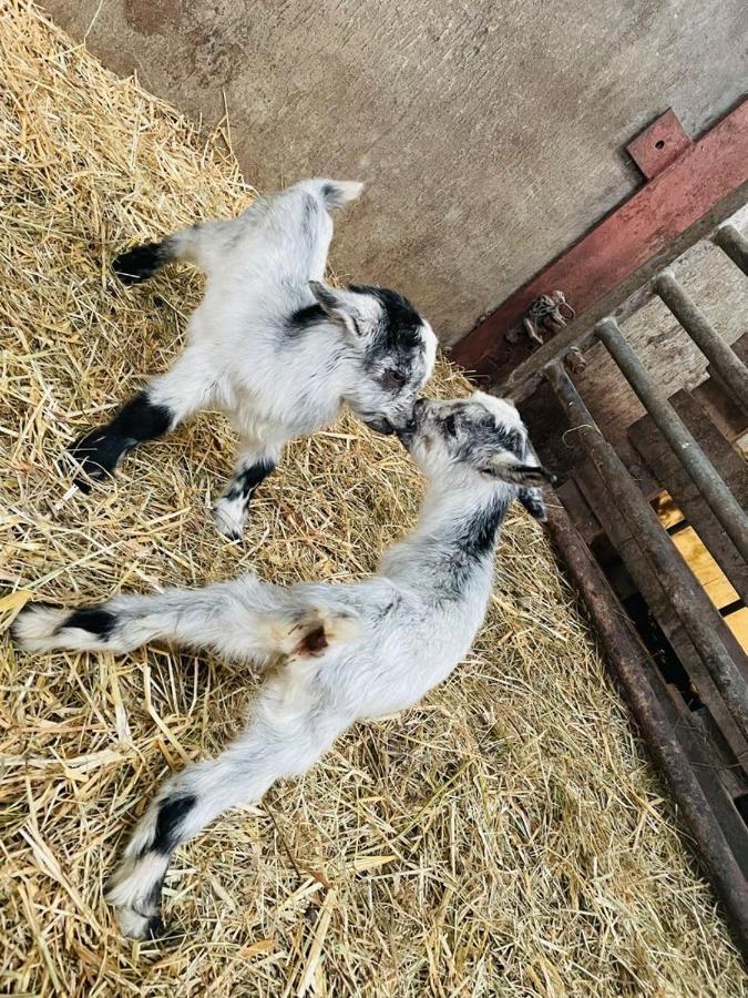 Kota à La Ferme Tente de luxe