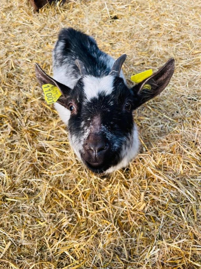 Kota A La Ferme *