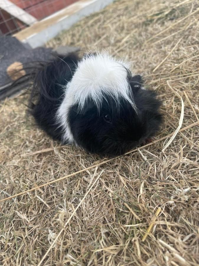Kota à La Ferme Tente de luxe *